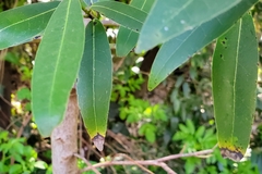 Umbellularia californica