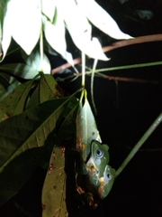 Rhacophorus reinwardtii