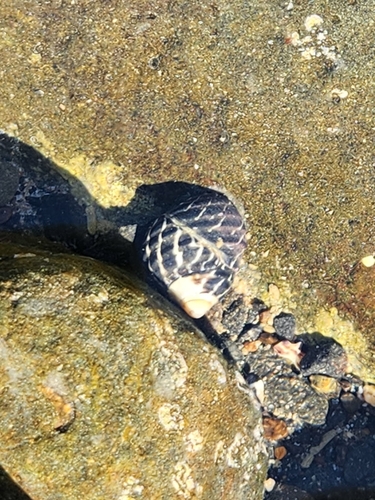 Austrocochlea porcata