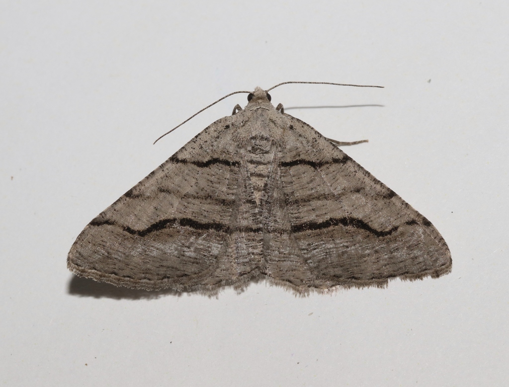 Digrammia excurvata