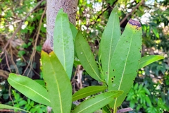 Umbellularia californica
