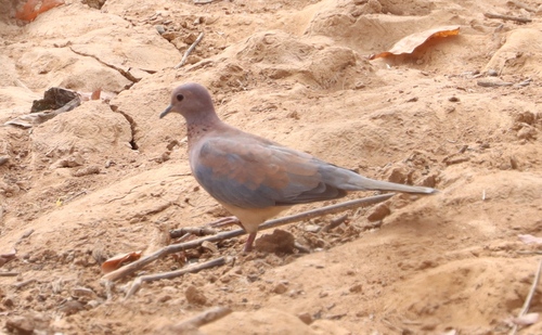 Laughing Dove