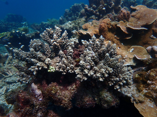 Acropora verweyi