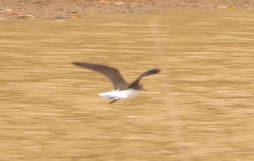 Green Sandpiper