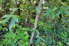 Umbellularia californica