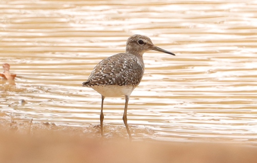 Wood Sandpiper