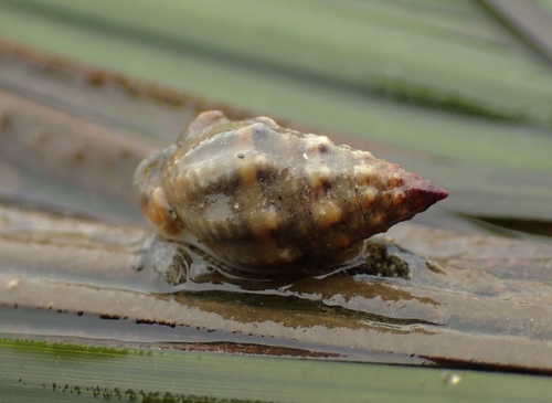 Western Mud Nassa