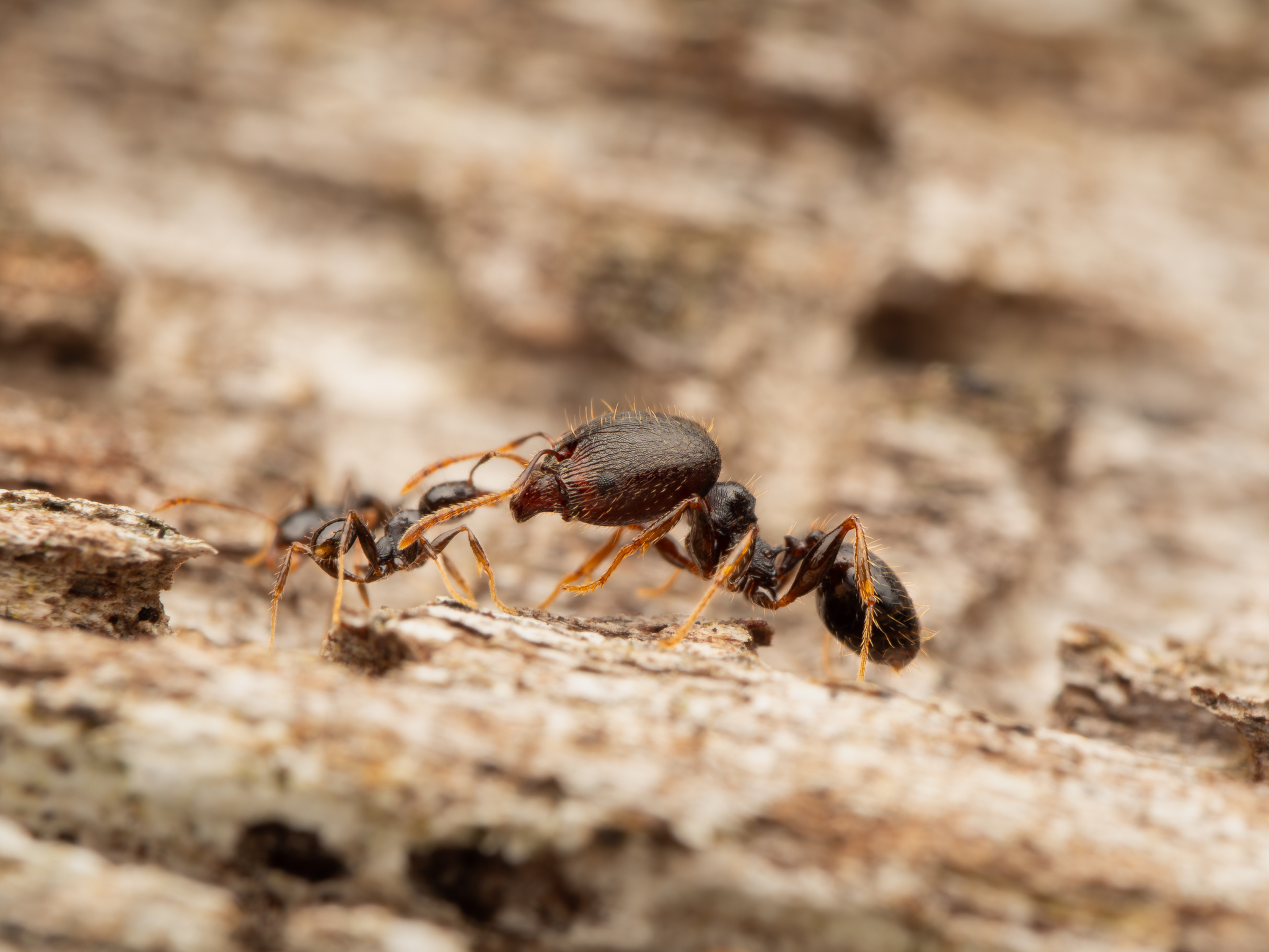 Pheidole oceanica