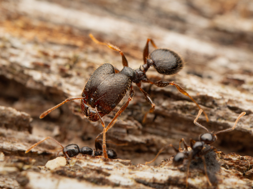 Pheidole oceanicaPheidole oceanica