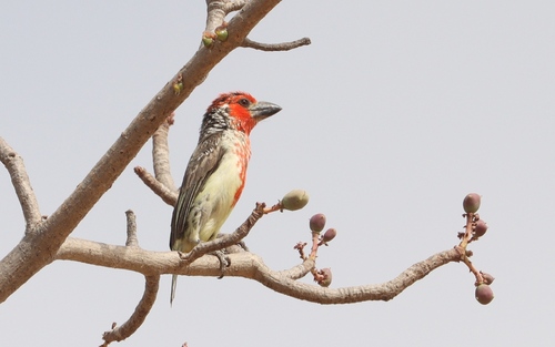 Vieillot's Barbet