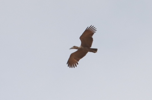 Hamerkop