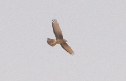 Grasshopper Buzzard
