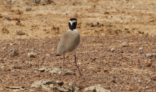 Black-headed Lapwing