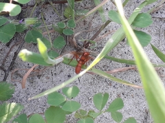 Compsocryptus calipterus