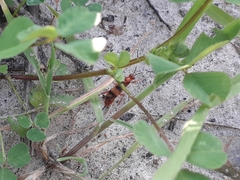 Compsocryptus calipterus