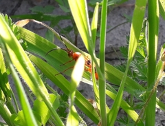 Compsocryptus calipterus
