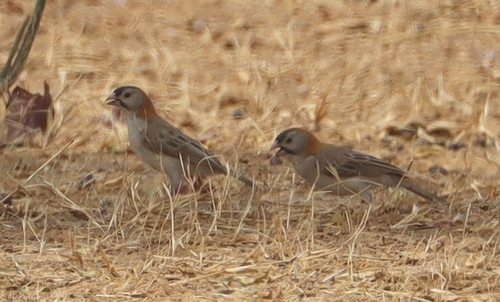 Speckle-fronted Weaver