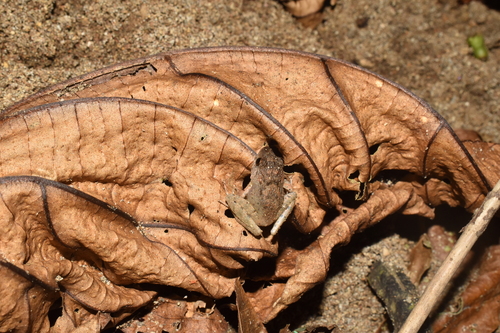 Platymantis dorsalis observed 2026-03-14