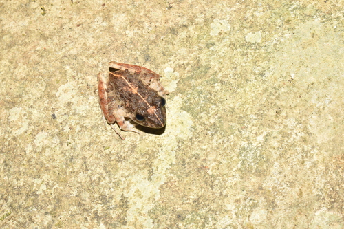 Platymantis dorsalis observed 2026-03-14
