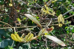 Salix