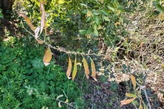 Salix