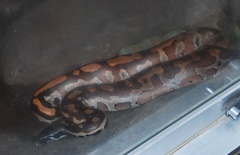 Python brongersmai