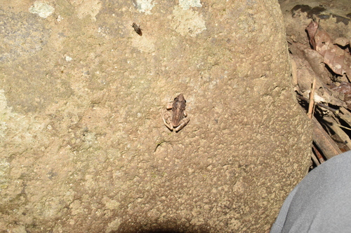 Platymantis dorsalis observed 2026-03-14