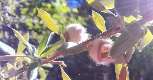 Leptospermum grandifolium, 2026-03-15