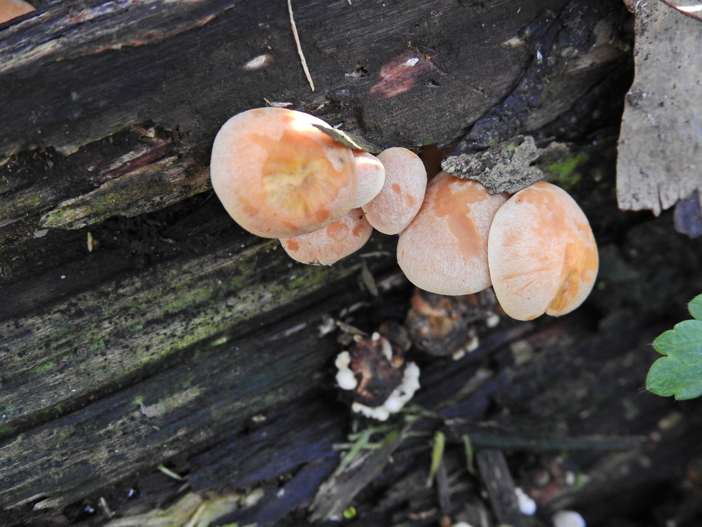 Hypholoma fasciculare · March 2026 · photo: © susan_marley (iNaturalist, cc-by)
