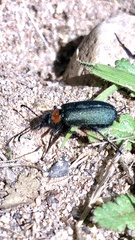 Lytta crotchii