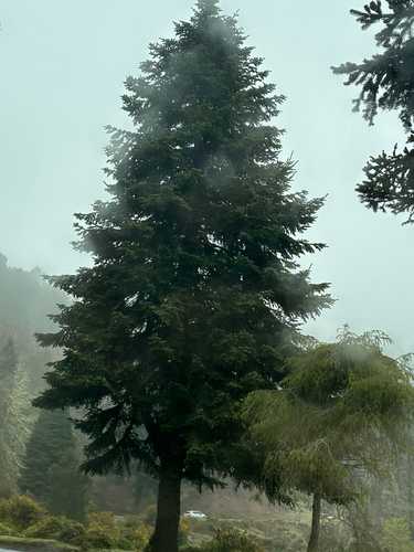 Caucasian fir