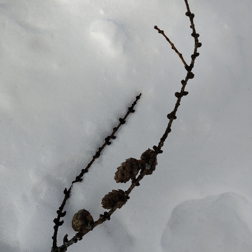 Siberian larch (Larix sibirica)