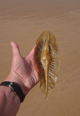 Callorhinchus milii