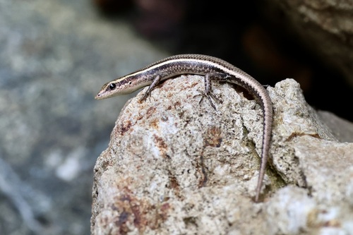 Cryptoblepharus yulensis observed 2026-03-15