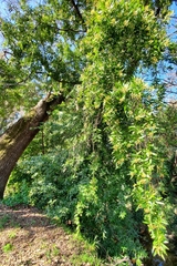 Umbellularia californica