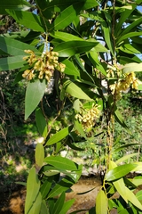 Umbellularia californica