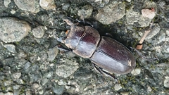 Serrognathus kyanrauensis