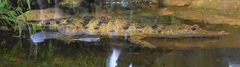 Crocodylus mindorensis