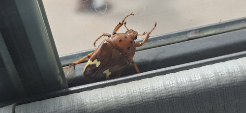 Zigzag Fruit Chafer