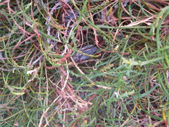 Banksia tenuis reptans