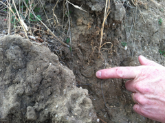 Hebestatis theveneti