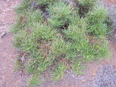 Banksia tenuis reptans