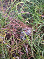 Banksia tenuis reptans