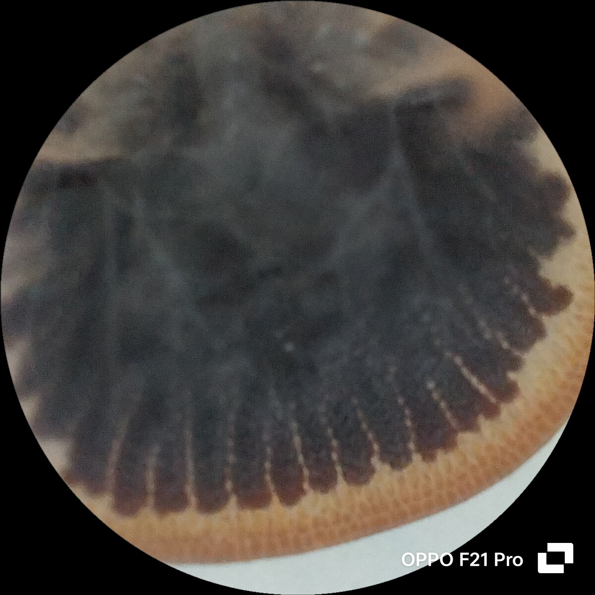 Carios vespertilionis Latreille, 1796