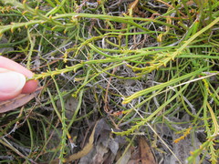 Banksia tenuis reptans