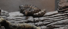 Rough-Scaled Python photo 3