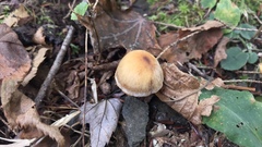Cortinarius distans