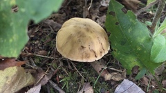 Cortinarius distans