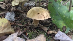 Cortinarius distans