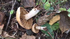 Cortinarius distans